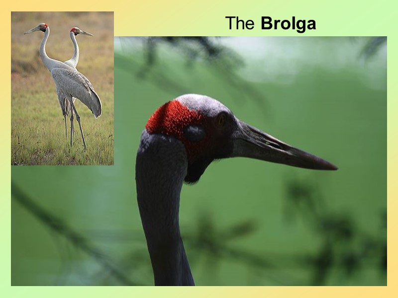 43 The Brolga